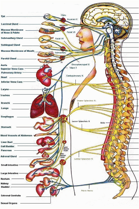 Spine Organ Chart